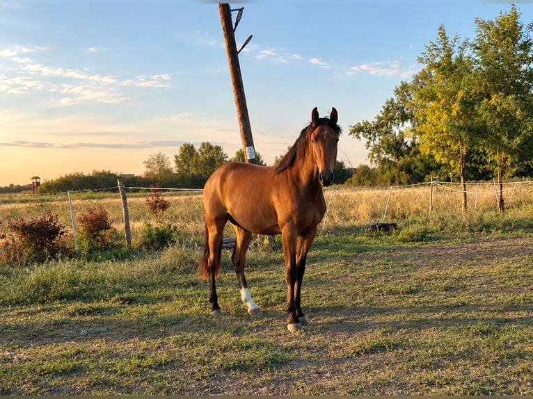 Holsteiner Croisé Hongre 2 Ans 163 cm Bai cerise in Vinkovci