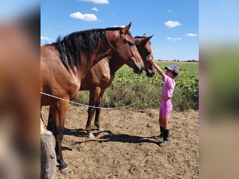 Holsteiner Croisé Hongre 2 Ans 163 cm Bai cerise in Vinkovci