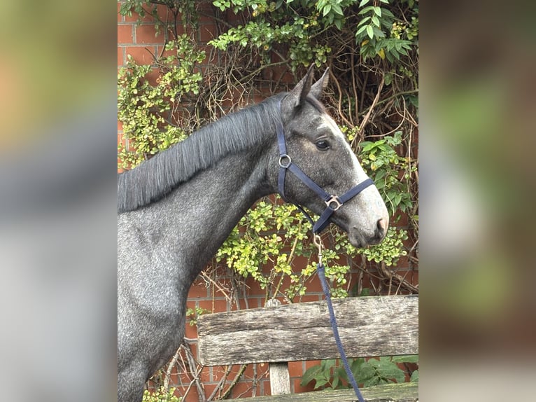 Holsteiner Hongre 2 Ans 163 cm Gris in Verden (Aller)