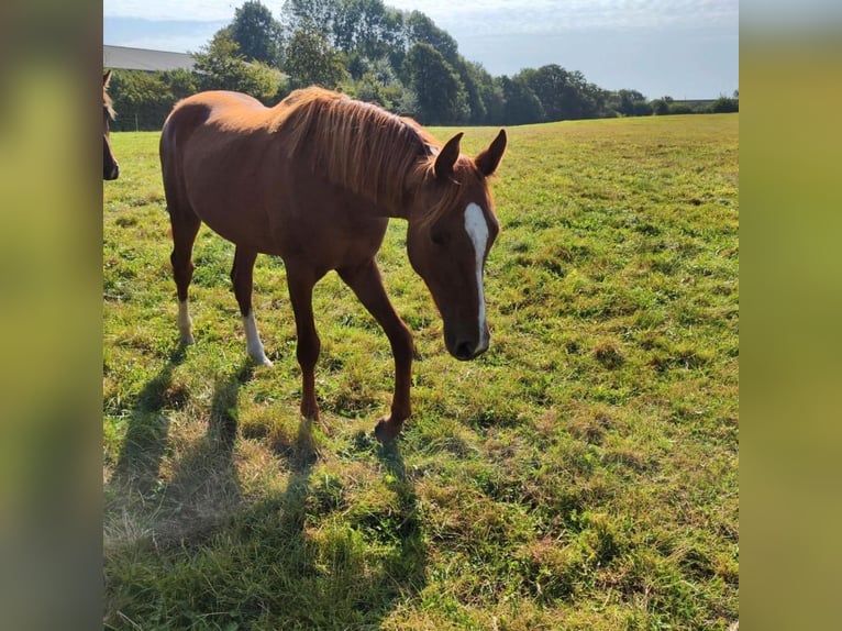 Holsteiner Hongre 2 Ans 168 cm Alezan in Reesdorf