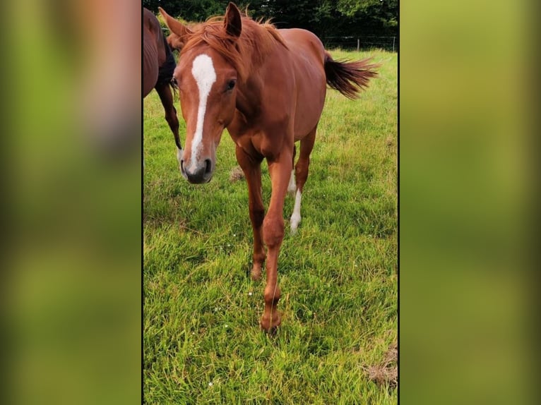 Holsteiner Hongre 2 Ans 168 cm Alezan in Reesdorf