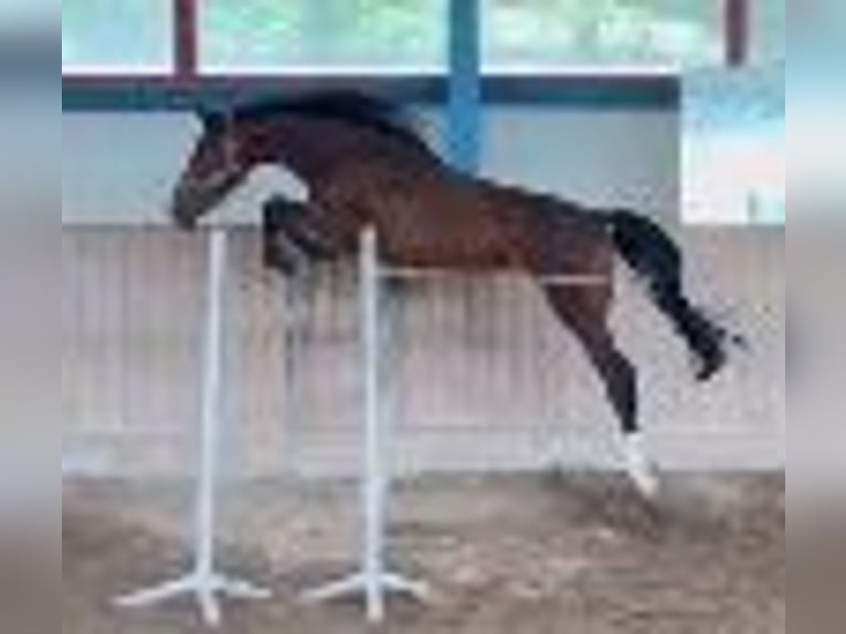 Holsteiner Hongre 2 Ans 169 cm Bai in Wonfurt