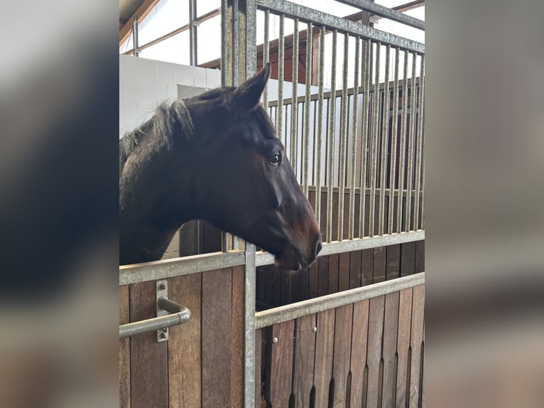 Holsteiner Hongre 2 Ans 170 cm Bai in Verden (Aller)