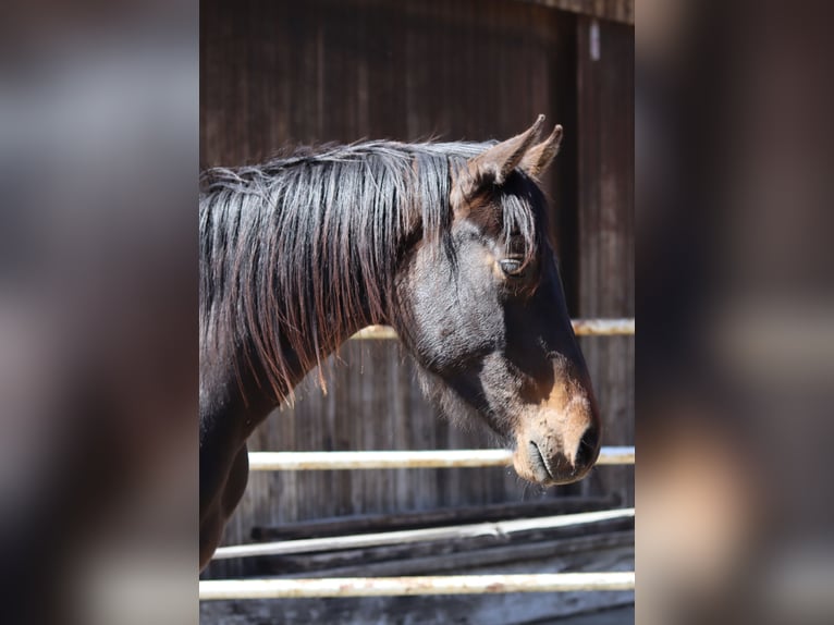 Holsteiner Hongre 2 Ans Bai brun in Todendorf