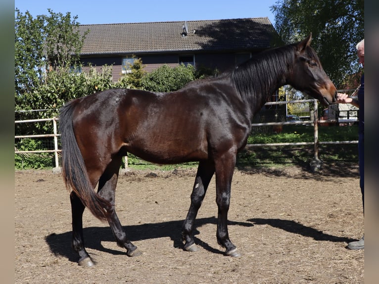Holsteiner Hongre 2 Ans Bai brun in Todendorf