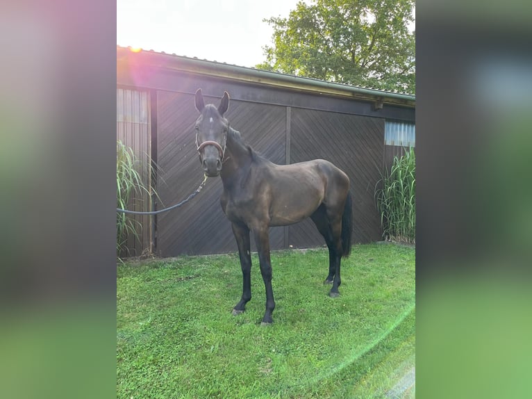 Holsteiner Hongre 2 Ans Bai brun foncé in Klein Offenseth-Sparrieshoop