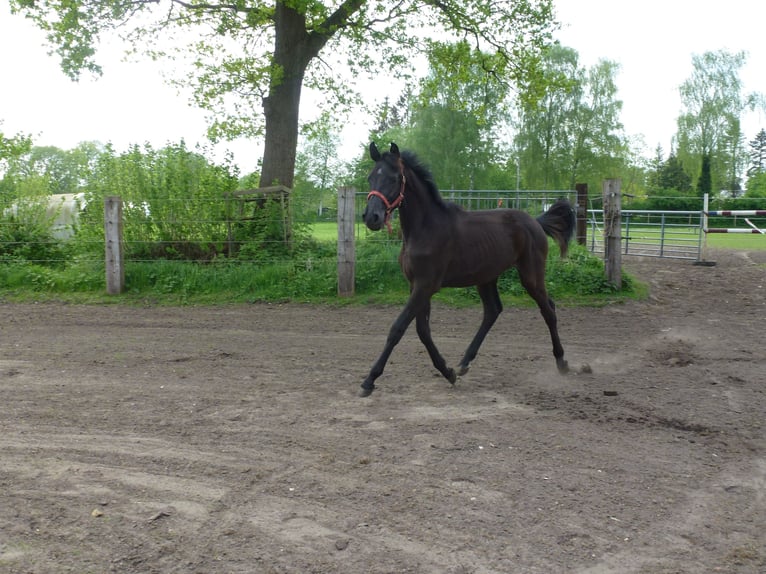 Holsteiner Hongre 2 Ans Bai brun foncé in Klein Offenseth-Sparrieshoop