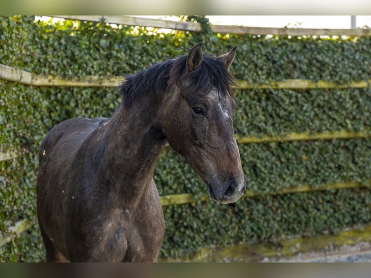 Holsteiner Hongre 3 Ans 160 cm Gris in Waddinxveen