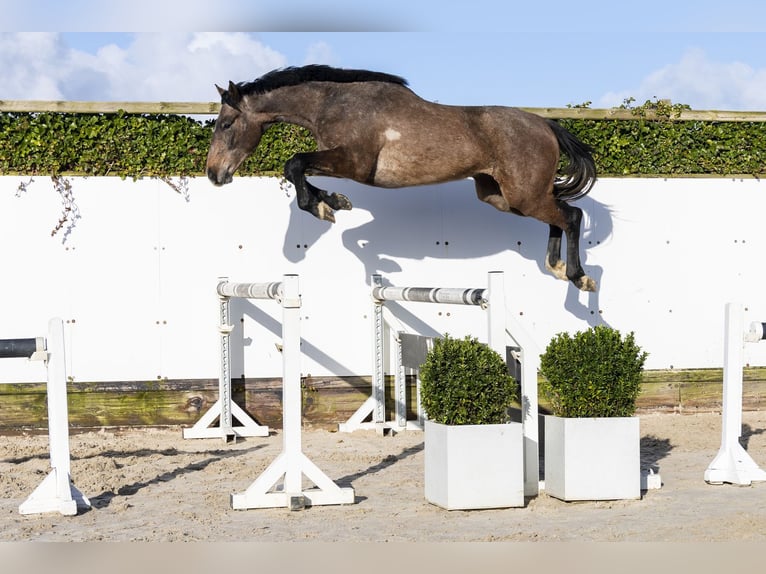Holsteiner Hongre 3 Ans 160 cm Gris in Waddinxveen