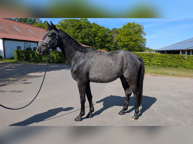 Holsteiner Hongre 3 Ans 160 cm Gris noir in Hagen im Bremischen