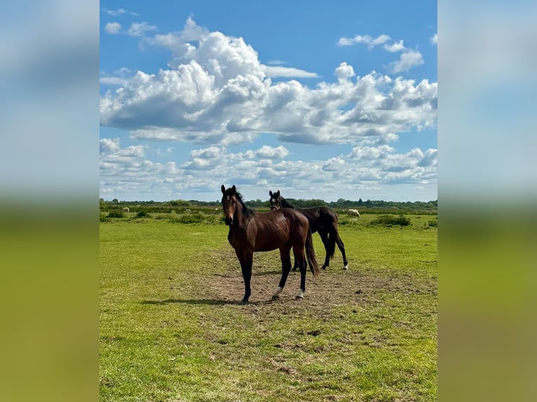 Holsteiner Hongre 3 Ans 162 cm Bai in Mildstedt