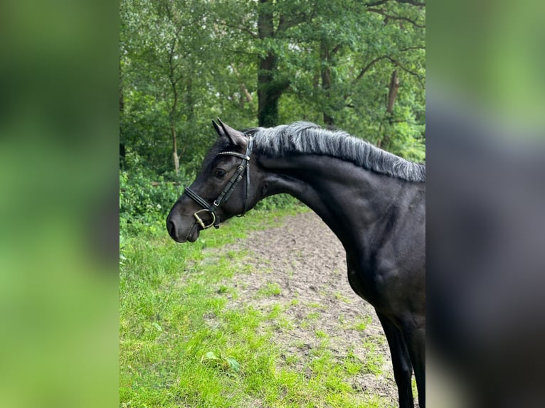 Holsteiner Hongre 3 Ans 163 cm Noir in Heidgraben