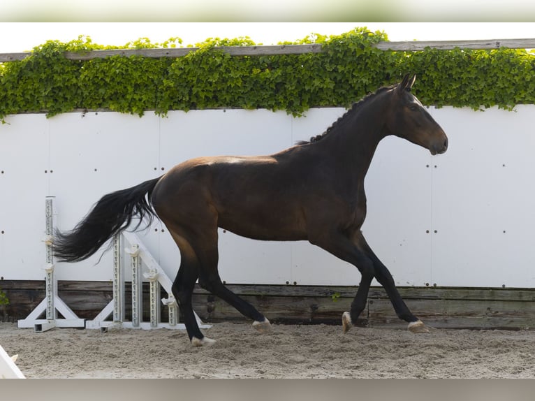 Holsteiner Hongre 3 Ans 164 cm Bai brun foncé in Waddinxveen