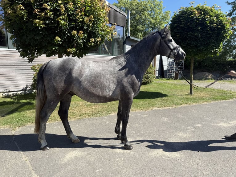 Holsteiner Hongre 3 Ans 164 cm Rouan bleu in BokseeSchönhorst