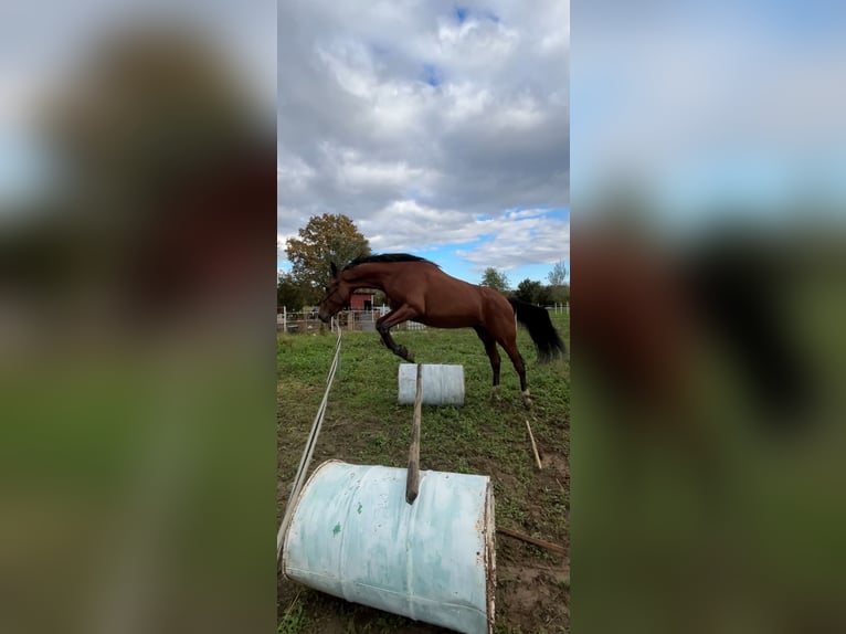 Holsteiner Hongre 3 Ans 165 cm Bai cerise in Cerovski Vrh