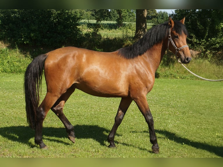 Holsteiner Hongre 3 Ans 165 cm Bai in Bargenstedt