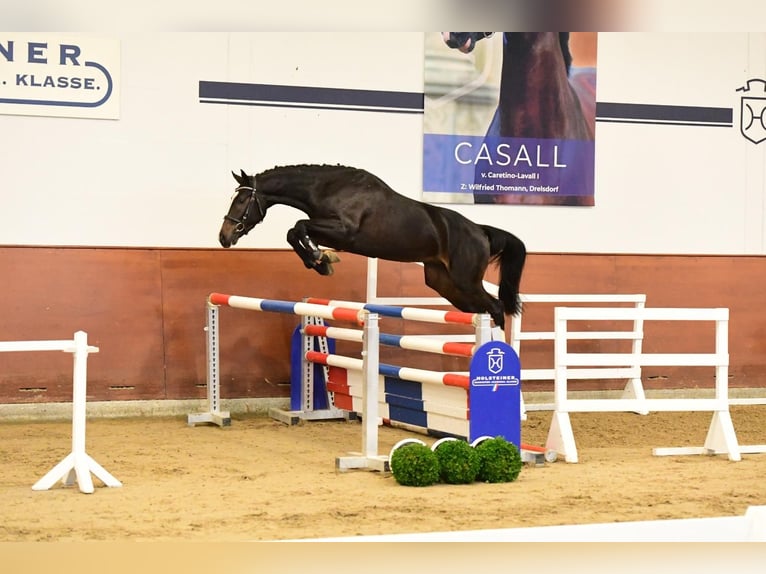 Holsteiner Hongre 3 Ans 166 cm Bai brun foncé in Ahrensbök