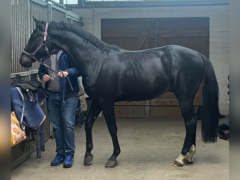 Holsteiner Hongre 3 Ans 166 cm Bai brun foncé in Hamburg Osdorf