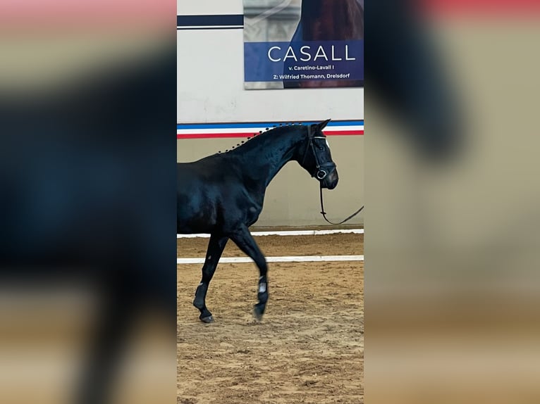 Holsteiner Hongre 3 Ans 166 cm Bai brun foncé in Hamburg Osdorf