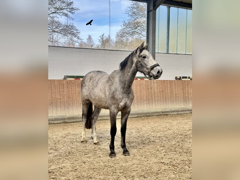 Holsteiner Hongre 3 Ans 166 cm Gris in Oersdorf