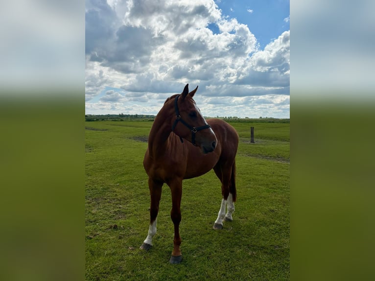 Holsteiner Hongre 3 Ans 168 cm Alezan in Mildstedt