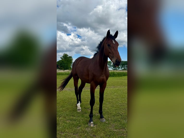 Holsteiner Hongre 3 Ans 168 cm Bai in Mildstedt