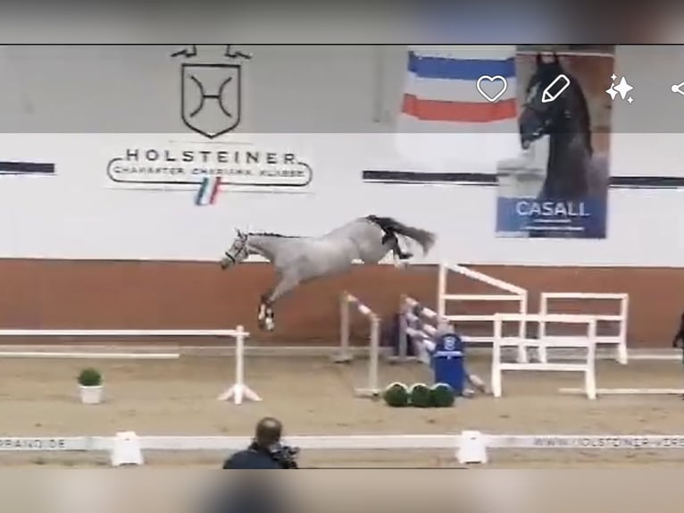 Holsteiner Hongre 3 Ans 170 cm Gris in Mannheim