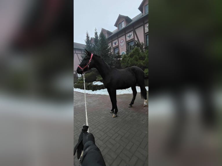 Holsteiner Hongre 3 Ans 170 cm Noir in Wroblowice