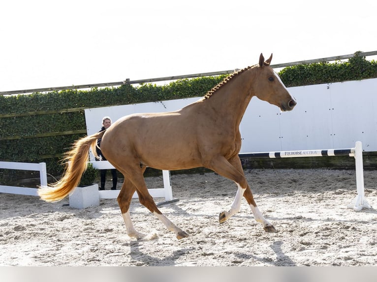 Holsteiner Hongre 3 Ans 171 cm Alezan in Waddinxveen