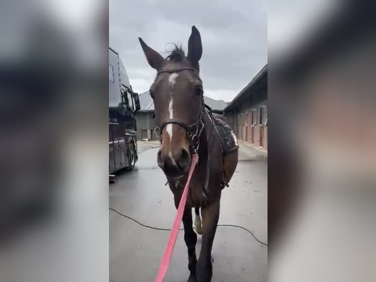 Holsteiner Hongre 3 Ans 173 cm Bai in Paderborn