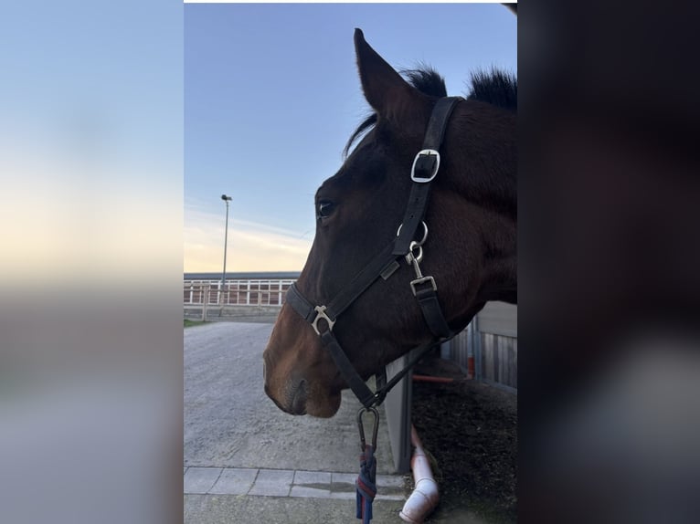 Holsteiner Hongre 3 Ans 173 cm Bai in Paderborn
