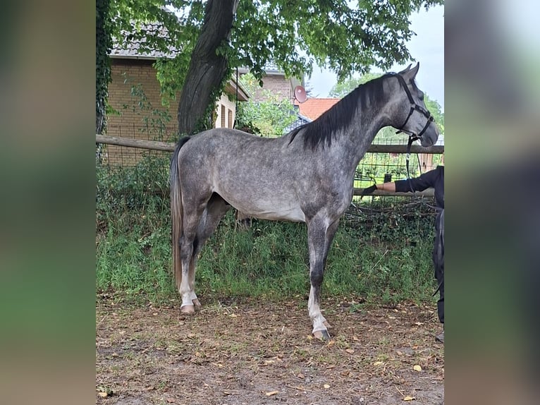 Holsteiner Hongre 3 Ans 173 cm Gris in Goldenbek