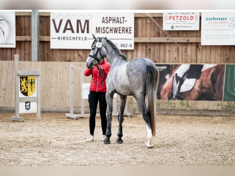 Holsteiner Hongre 3 Ans 180 cm Peut devenir gris in Lichtenau