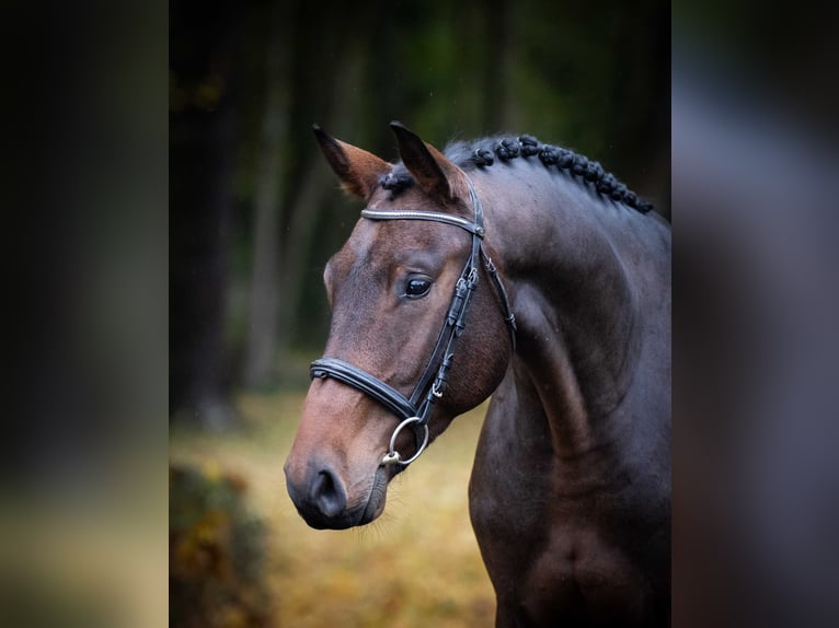 Holsteiner Hongre 3 Ans Bai in Pozna&#x144;