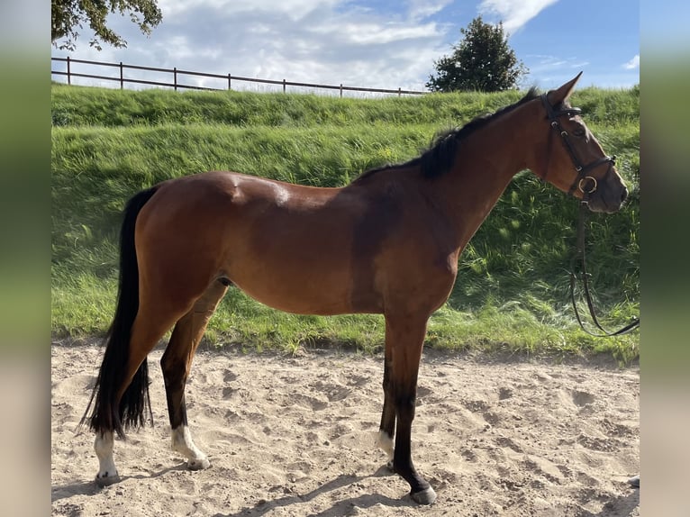 Holsteiner Hongre 3 Ans Bai in Westensee Holsteiner Hongre 3 Ans Bai in Westensee