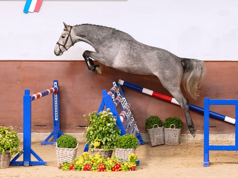 Holsteiner Hongre 3 Ans Gris in Elmshorn