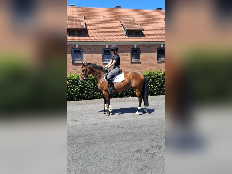Holsteiner Hongre 4 Ans 158 cm Bai in Lachendorf