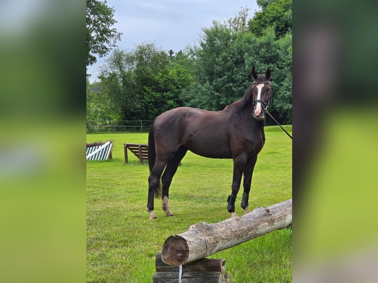 Holsteiner Hongre 4 Ans 162 cm Bai brun foncé in Krüzen