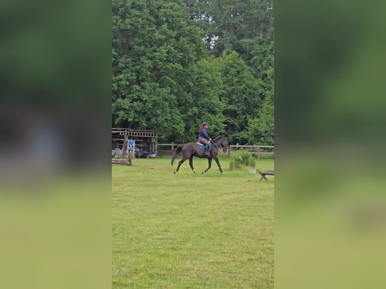 Holsteiner Hongre 4 Ans 162 cm Bai brun foncé in Krüzen