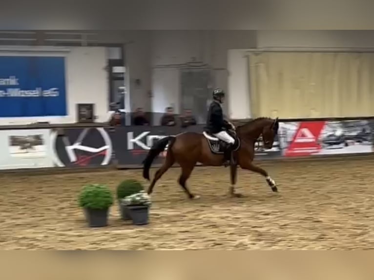 Holsteiner Hongre 4 Ans 162 cm Bai in Bonn