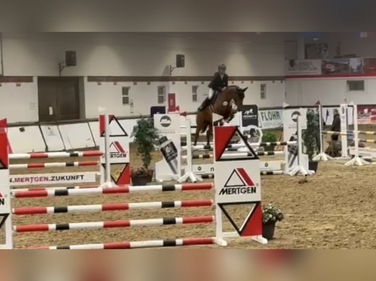 Holsteiner Hongre 4 Ans 162 cm Bai in Bonn