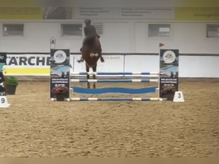 Holsteiner Hongre 4 Ans 162 cm Bai in Bonn