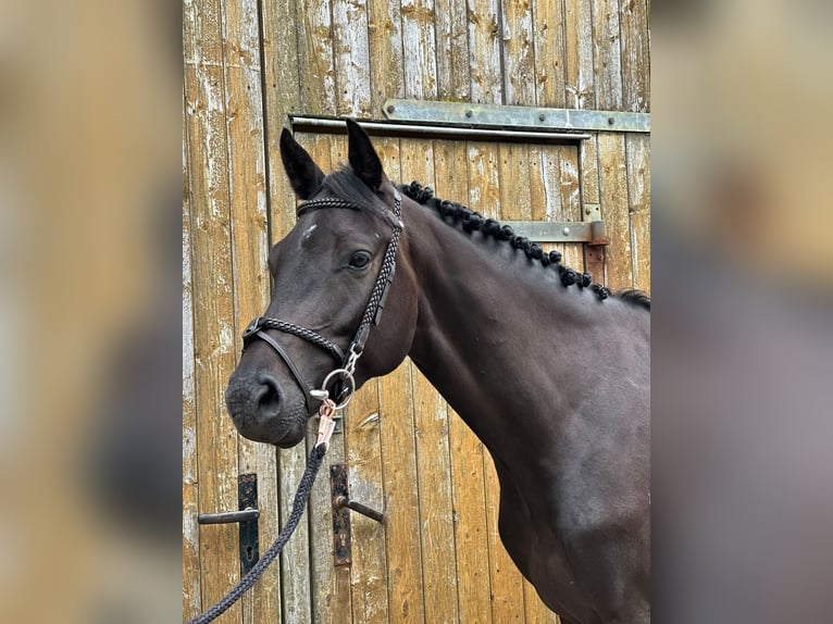 Holsteiner Hongre 4 Ans 162 cm Noir in Neuendeich