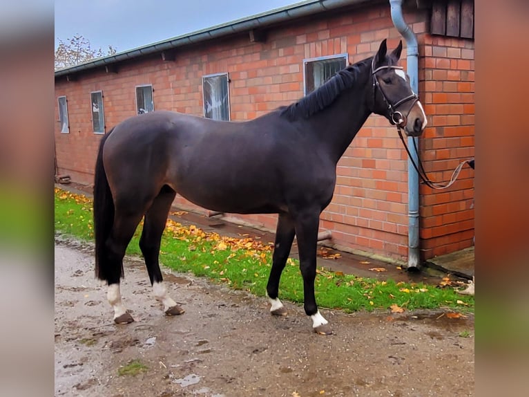 Holsteiner Hongre 4 Ans 163 cm Bai brun in Bokel