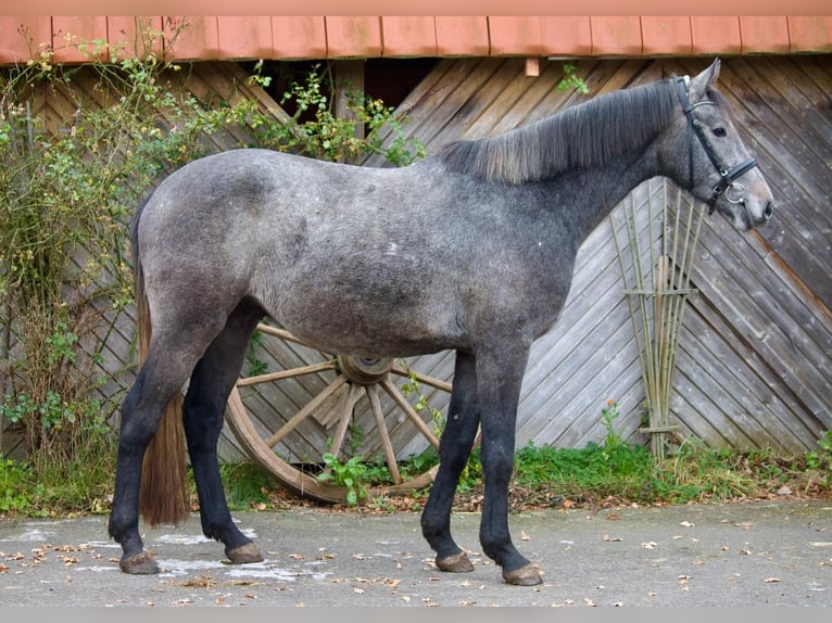 Holsteiner Hongre 4 Ans 163 cm Gris in Tremsbüttel