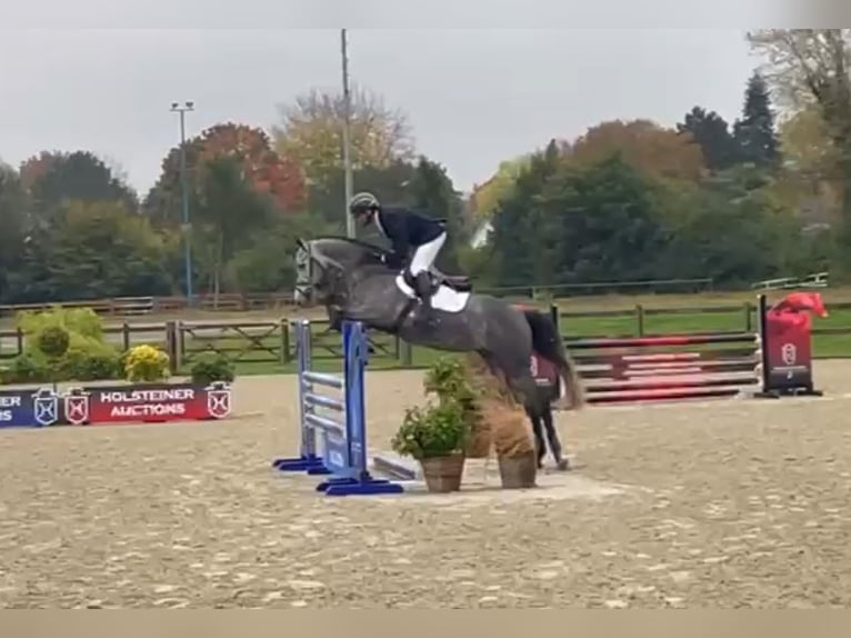 Holsteiner Hongre 4 Ans 163 cm Gris in Ladeburg Holsteiner Hongre 4 Ans 163 cm Gris in Ladeburg