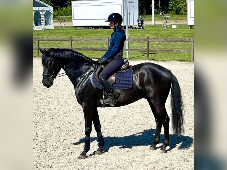 Holsteiner Hongre 4 Ans 163 cm Noir in Heidgraben