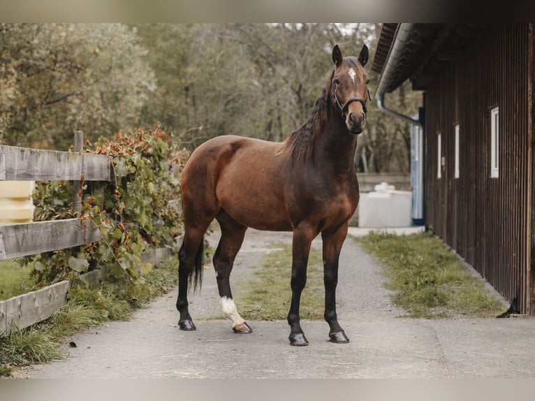 Holsteiner Hongre 4 Ans 164 cm Bai in Leutschach Holsteiner Hongre 4 Ans 164 cm Bai in Leutschach