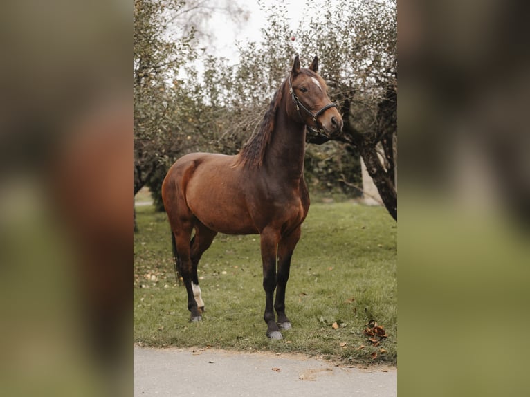 Holsteiner Hongre 4 Ans 164 cm Bai in Leutschach Holsteiner Hongre 4 Ans 164 cm Bai in Leutschach