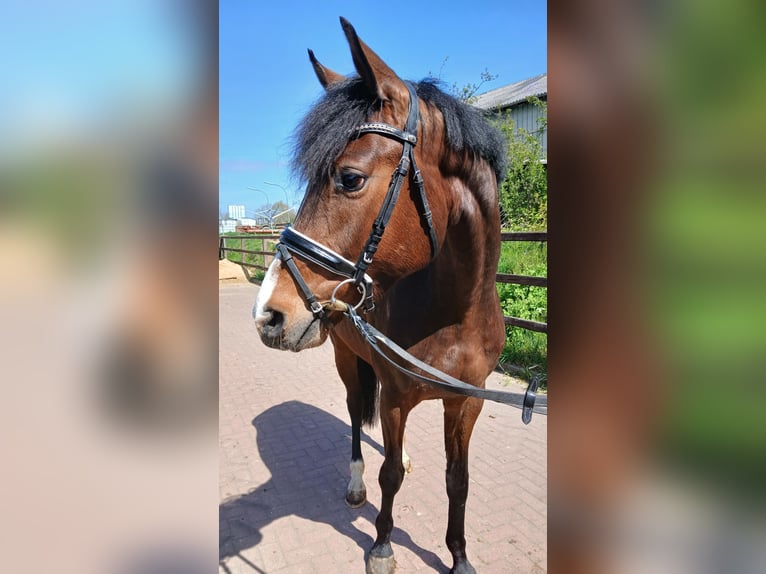 Holsteiner Hongre 4 Ans 164 cm Bai in Viöl